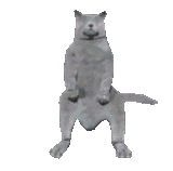 cat gp dance