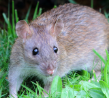 ratto