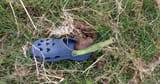 Croc-of-Shit-Featured