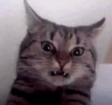 wtf-disgusting-cat
