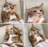 PeaceOutKitty