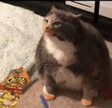 it&#039;s not easy being a fat lardass cat