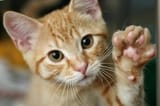 Goodbye-Cat-meme-4