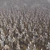 skeleton parade
