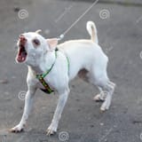 little-white-barking-dog-leash-chihuahua-smallest-breed-named-state-chihuahua-mexico-76214664_1