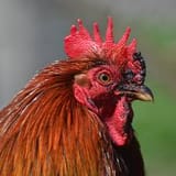rooster (4)