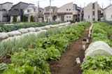 05_Urban-Gardening_Tokio