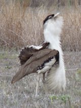 bustard_rr_1020720