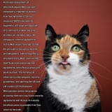 confused-cat-its-tongue-out