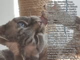 bafkreih5epwfsxdit5sswz5dzxbn6qn7y6tuza6v7qpw2uv5c6rgzwwtgy