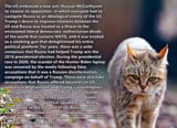 zhivotnye-dikie-koshki-wildcat-633792