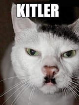 Kitler_the_cat_9buz-3365295701