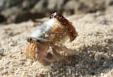artificial crab home