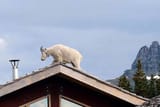goat-page