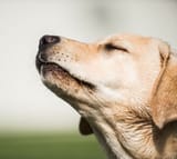 sniff