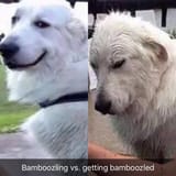 Bamboozling