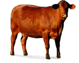 cow-2
