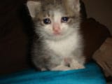 very sad kitten