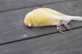 Dead canary