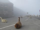 serene llama