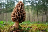 morel-hunting-thumb