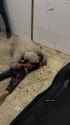 Impotent Palestinian mother cries over the corpse of her dead child, murdered in Israeli airstrike - Evil Jews War Crime Gore - iv84wv (no audio) (2MB)_thumb.jpg
