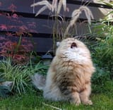 caaAAAAAAAAAAAAAAAAAAAAAAAATTTTTTTTtttttttt