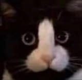 cat phallus