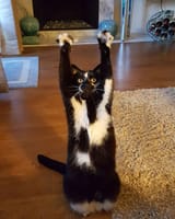 gato-manos-arriba-keys-6