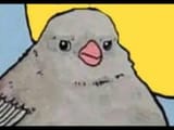 annoyed bird