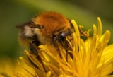 the bee_1748440917433529