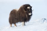 Musk-ox.-GettyImages-598701984-060971a