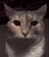 Screenshot 2025-06-13 at 21-10-32 cat staring at camera meme - Google Search