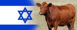 red-heifers-arrive-in-israel