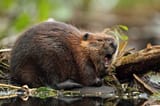 angry-beaver