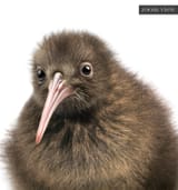kiwi-bird_the-crown-prints_22081795738_zoom_1800x1800