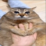 1737412371997184