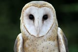 barn-owl-web
