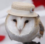 Hatted owl