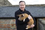Cameron pig