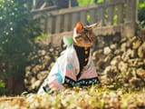 a cat.