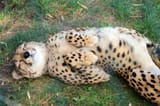 cheetah lazy
