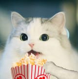cat eating popcorn