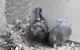 birds