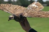 birdsNotreal