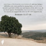 romans 11