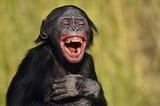chimping