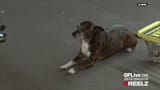 vlcsnap-2025-06-13-20h42m03s638