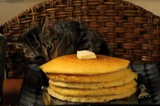 Pancake_cat