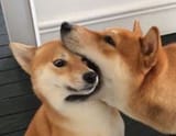 dog eat dog world